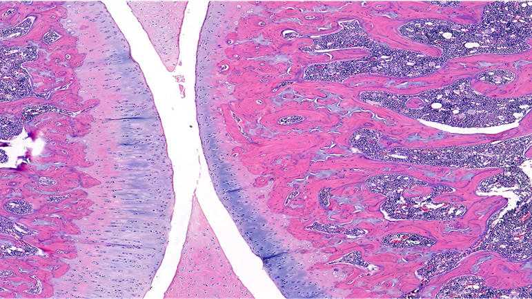 H&E / Normal Cartilage