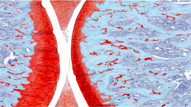 Safranin O / Normal Cartilage